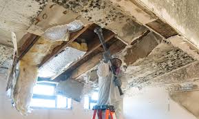 Why You Should Choose Our Mold Remediation Services in State Center, IA